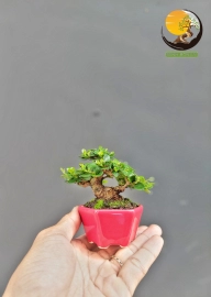 Super mini premna bonsai tree