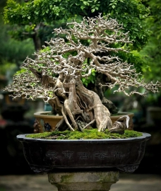 Sam Ngoc bonsai tree