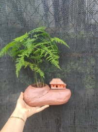 Chậu mini trồng sen đá, bonsai mini, bể thủy sinh