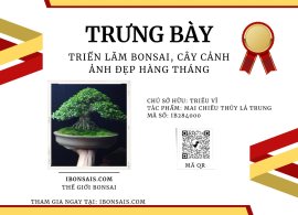 Mai chiếu thủy lá trung ❤️