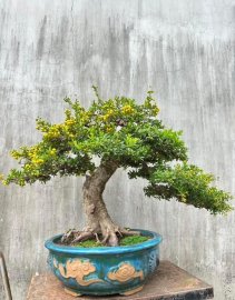 Hải châu cốt bài đế đẹp chi cành già 