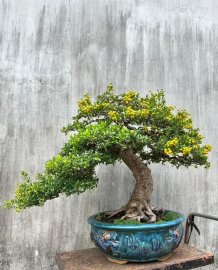 Hải châu cốt bài đế đẹp chi cành già 
