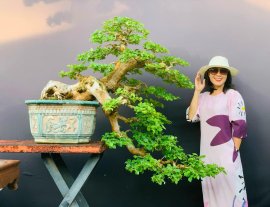 Bougainvillea bonsai tree