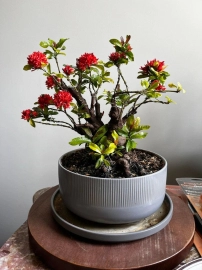 Bonsai collection: mature lotus ixora is blooming