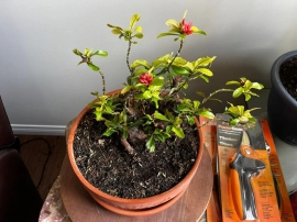 Bonsai collection: mature lotus ixora is blooming