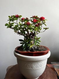 Bonsai collection: mature lotus ixora is blooming