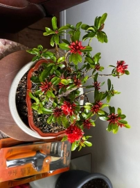 Bonsai collection: mature lotus ixora is blooming