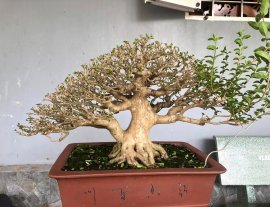 Premna bonsai tree