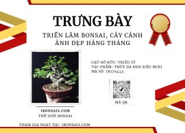 Vietnamese water jasmine tree