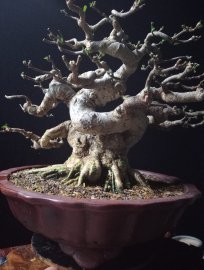 Vietnamese water jasmine tree