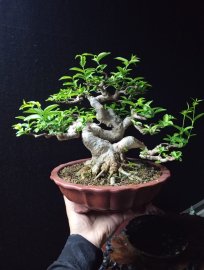 Vietnamese water jasmine tree