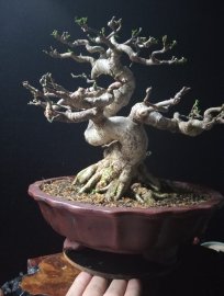 Vietnamese water jasmine tree