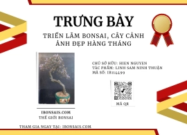 Linh sam Ninh Thuận