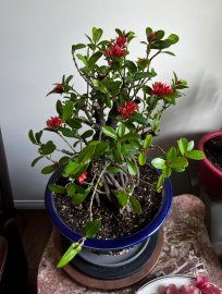 Big Mature Lotus Ixora with nice roots