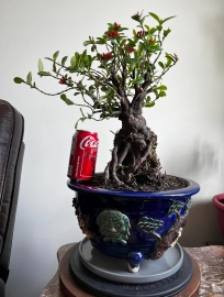 Big Mature Lotus Ixora with nice roots