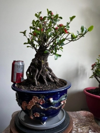 Big Mature Lotus Ixora with nice roots