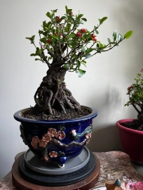 Big Mature Lotus Ixora with nice roots