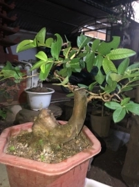 Ổi Bonsai