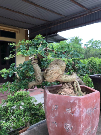 Tác phẩm Cần thăng quái già