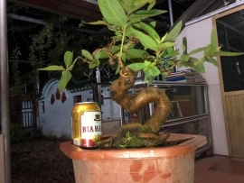 Ổi Bonsai