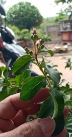 Cây tường vi vườn cộng đồng bonsai chuyển vào Nha Trang