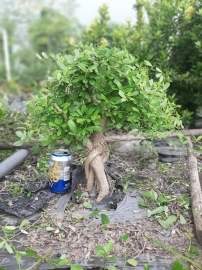 Linh sam lá nhỏ sông hinh chuẩn bonsai chuyên nghiệp