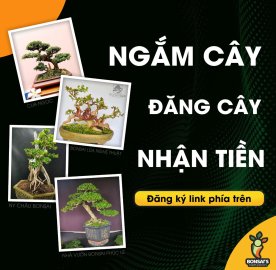 Ngắm cây, đăng cây, và nhận tiền với chương trình cộng tác viên