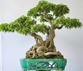 Cây Sanh bonsai già đẹp tay cành rụt rịt