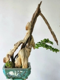 Cây Trắc nghệ bonsai rất nghệ thuật