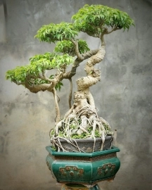 Sanh bonsai cây già lâu năm tay cành mịn già dáng đẹp