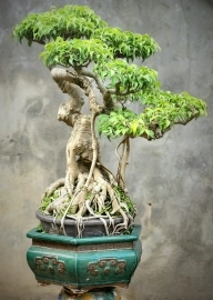 Sanh bonsai cây già lâu năm tay cành mịn già dáng đẹp