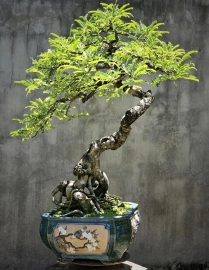 Tamarind bonsai tree