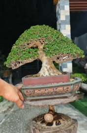 Premna bonsai tree, good price