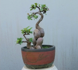 Ficus bonsai tree