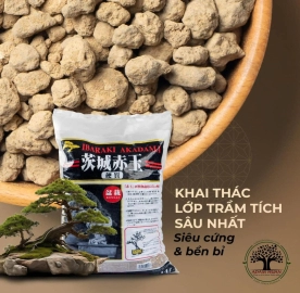 Ibaraki Akadama - Khẳng định vị thế nhờ sự khác Biệt