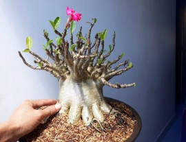 Desert rose