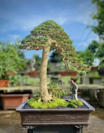 Premna bonsai tree