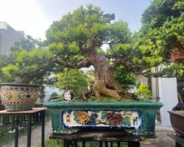 Buddhist pine tree (Podocarpus macrophyllus)