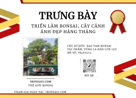 Tùng la hán lùn lực, tay đòn to