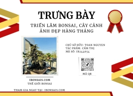 Cẩm thị