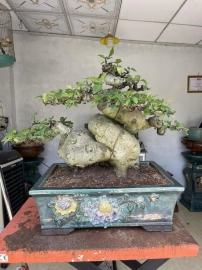 Ficus racemosa bonsai tree