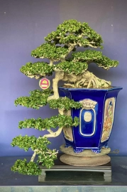 Antidesma acidum bonsai artwork