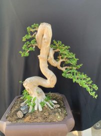 Premna bonsai tree