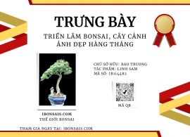 Tác phẩm linh sam