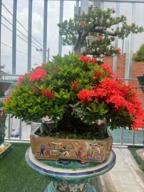 Red Ixora Bonsai artwork