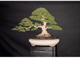 Premna bonsai artwork