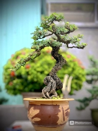 Feroniella lucida bonsai tree