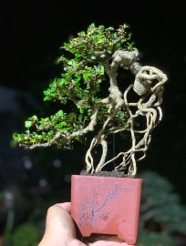 Antidesma acidum bonsai tree