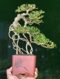 Antidesma acidum bonsai tree