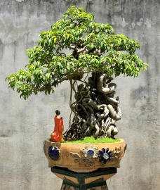 Ficus benjamina bonsai artwork